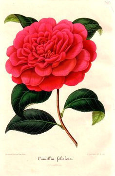 red camellia flower essence eases childhood shock amp fear assists adults in dealing