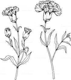 carnation flowers drawing and sketch with line art on white backgrounds royalty free