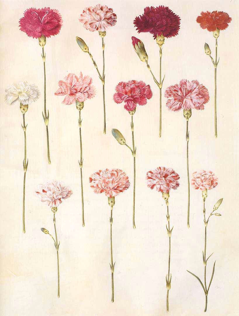 dianthus carnation