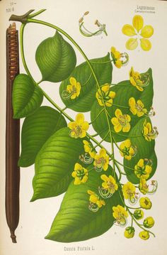 golden shower tree cassia fistula plate from kohler s medizinal pflanzen by dr g