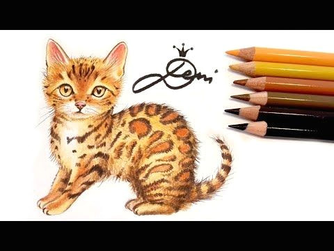 bengal katze zeichnen lernen mit buntstiften how to draw a bengal cat dod do n dµ n d n n d d d dµd d d d n dod dod n youtube