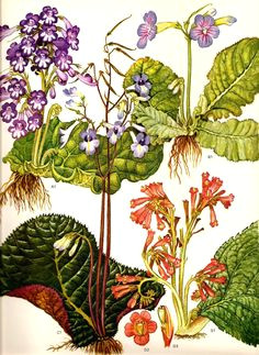 vintage botanical print 1970 color art wild flowers vintage botanical prints vintage flower prints