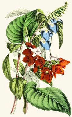 klugia notoniana and begonia miniata 1854 vintage botanical prints botanical drawings botanical