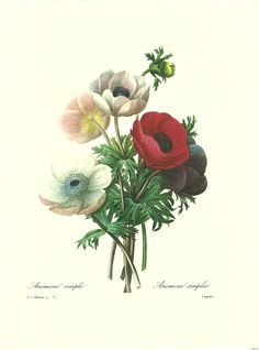 vintage botanical flower prints botanical prints by pierre joseph redoute decoupage vintage botanical prints