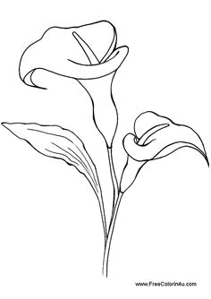 printable calla lilies for coloring google search pencil drawing images flower line drawings