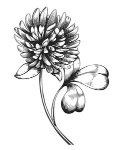 clover flower irish symbol tattoos celtic tattoos symbolic tattoos unique tattoos dna
