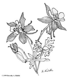 columbine flower sketch google search