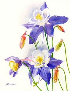 blue columbines watercolor painting original by ssfreeman43 100 00 floral watercolor watercolor paintings watercolours
