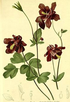 dark columbine aquilegia atrata dark purple flowers published 1884 vintage botanical prints
