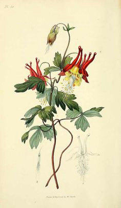 aquilegia canadensis illustration circa 1826 botanical art vintage botanical prints botanical flowers
