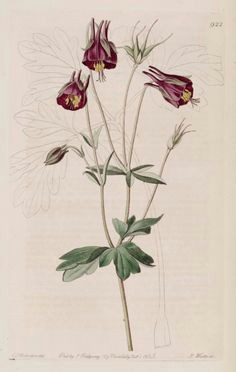 aquilegia viridiflora illustration circa 1825 columbine flower flowers perennials old book pages