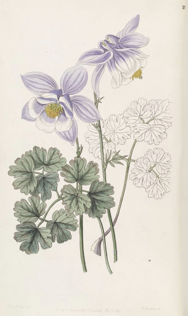 aquilegia vulgaris subsp vulgaris as aquilegia jucunda edwards s botanical register v 33 t 19 1847 s a drake