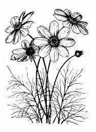 cosmos flower drawing google search zentangle art flowers drawings digital stamps