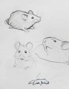 pet mice art lessons painting drawing rodents violets art drawings