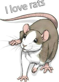 this is beautiful qoq funny rats cute rats rat food rat care