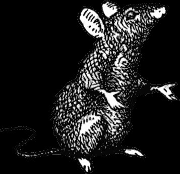 grodylawks pet rats pets illustration animal drawings ship rat mouse