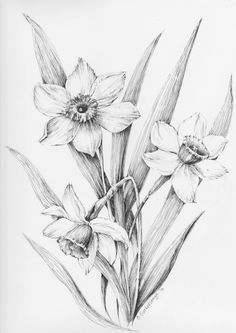 items similar to daffodil flower art narcissus drawing original floral sketch botanical art work narcissus artwork pen and ink flower illustration on