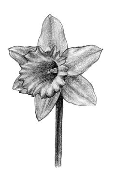 daffodil drawings black and white