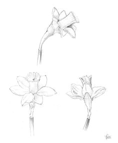 daffodil sketches akvarelove kva tiny kresby vodova mi barvami skicovana kresba tua kou aztekove