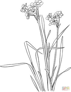 narcissus tazetta coloring page from daffodil category ka sova a flowers drawing of daffodil