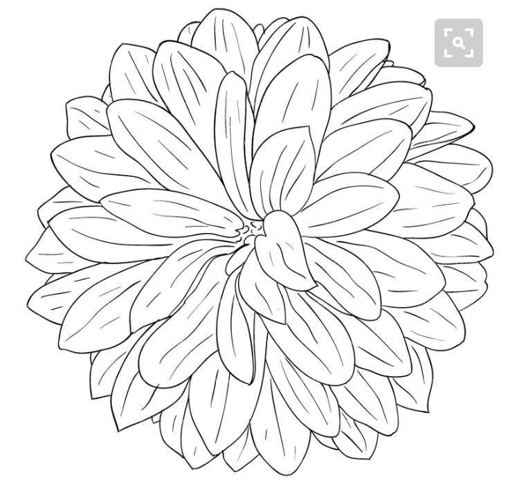 flower sketches drawing flowers line drawing drawing sketches drawing reference sketching