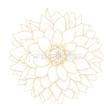 vector dahlia flower royalty free stock vector art illustration 21 flower sketch images