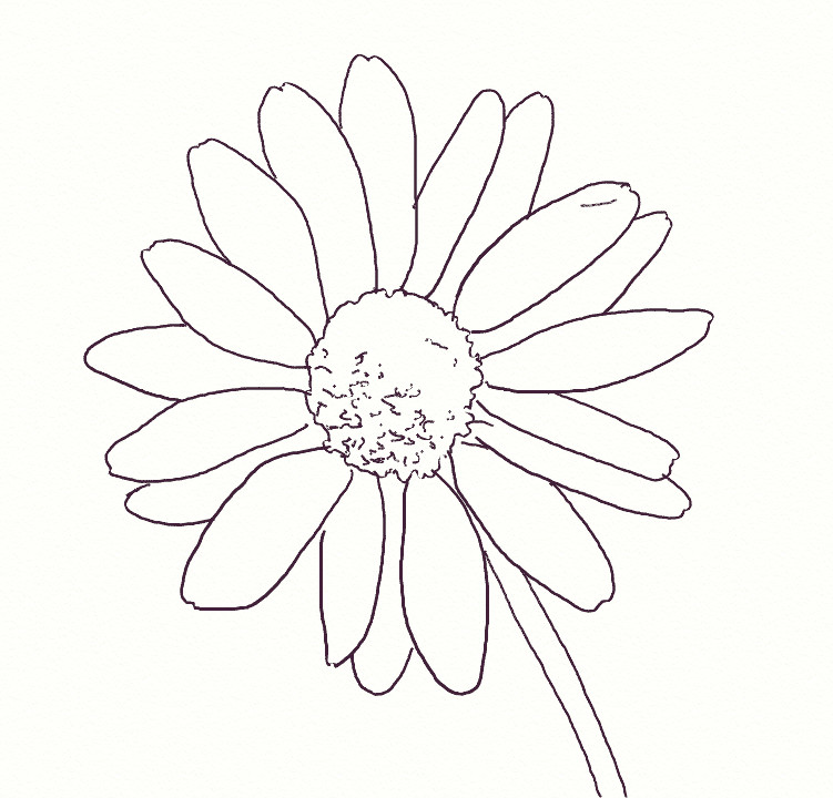 daisy drawing