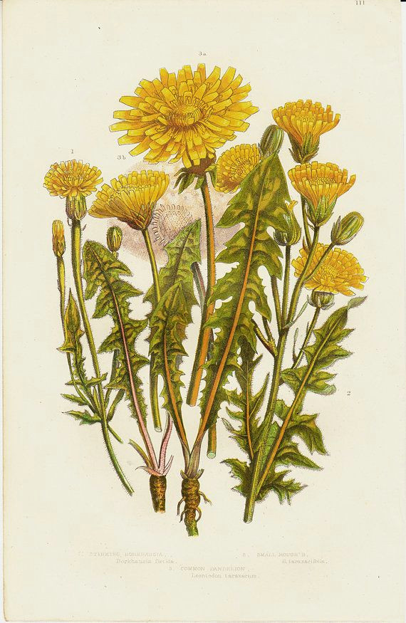 1870 botanical original antique print yellow flowers dandelion botanical art pinterest botanical illustration botanical prints and botanical