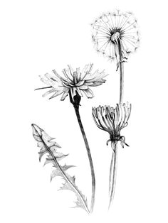 a great website to learn more about forgotten flowers and things we call weeds beautiful dandelion tattoo designdandelion drawingplant