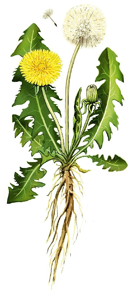 common dandelion taraxacum officinale