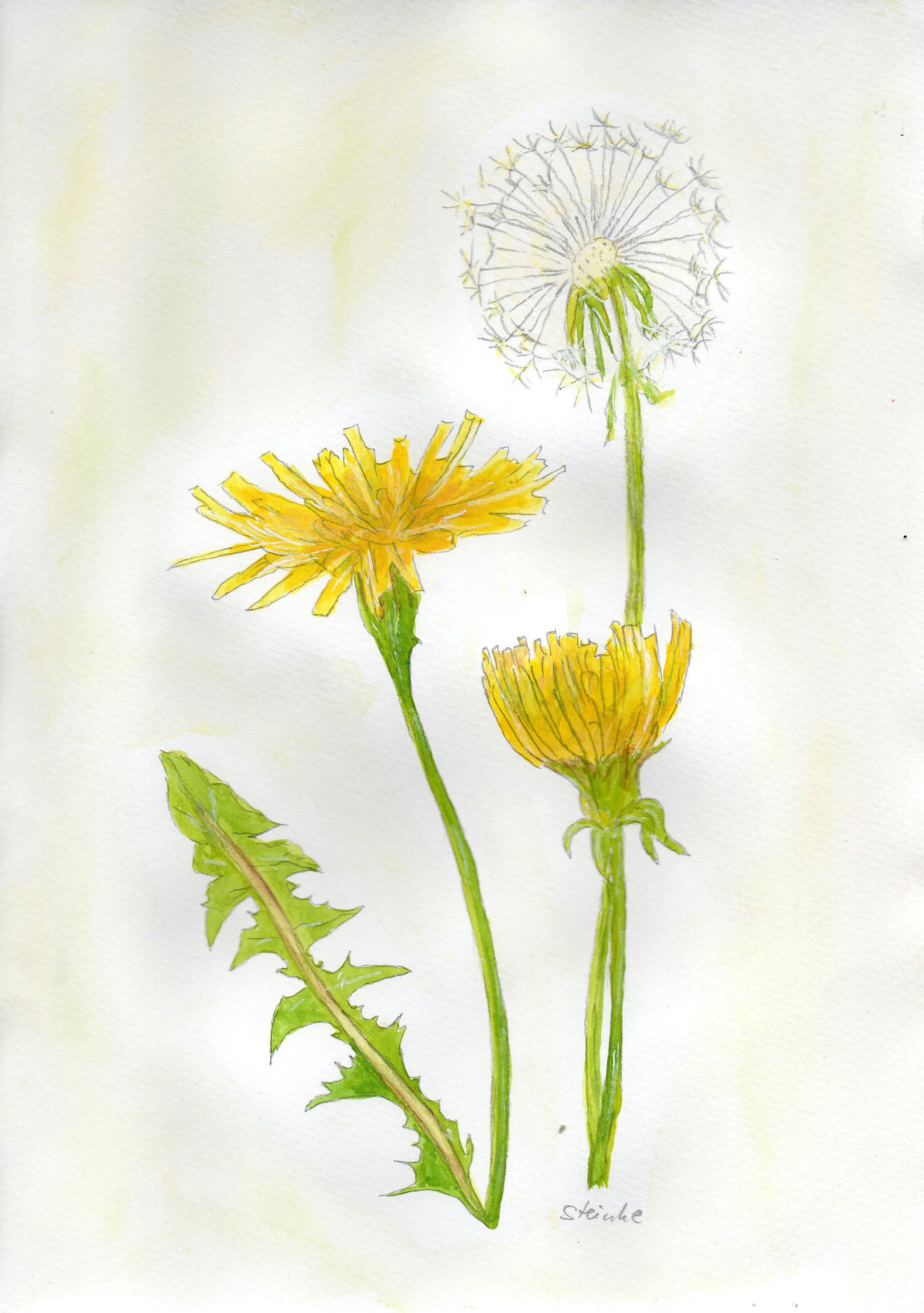 colorful drawings flower pictures beautiful paintings new art dandelions picture frames