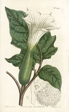 datura is a genus of nine species of poisonous vespertine flowering plants belonging to the family