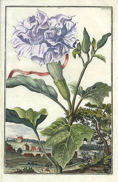 fruit prints from volckhamer 1708 datura vintage botanical prints botanical drawings antique prints