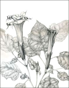 double upright datura preliminary graphite drawing a c 2012 mlighthipe pflanzen malerei