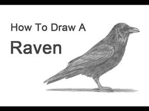 how to draw a raven or crow more