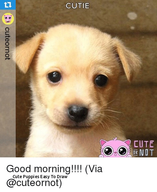 cute puppies easy to draw wallpaper dog sophisticated features dog cutie 10h cute 0d