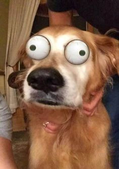 funniest snapchat filters on animals that will shock you 27 photos
