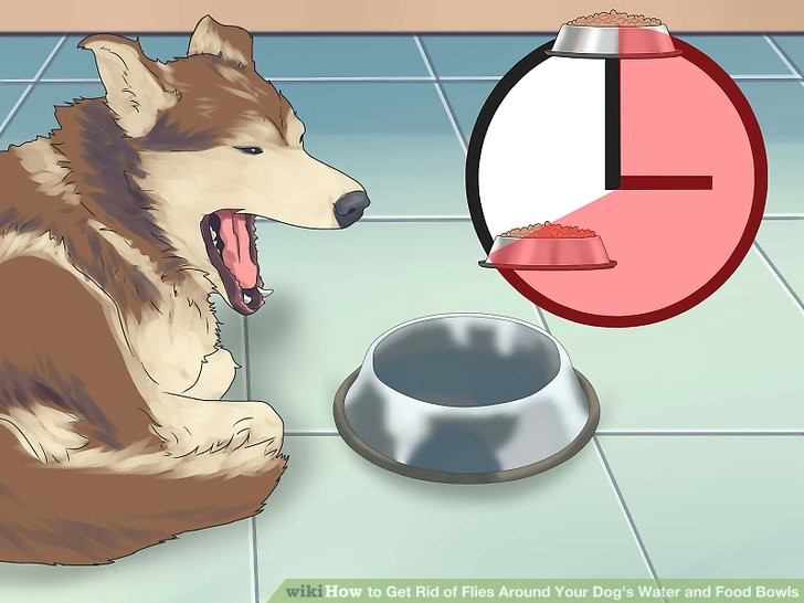 image titled get rid of flies around your dog s water and food bowls step 1