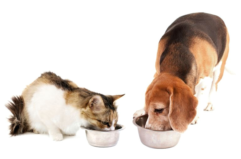 a cat and dog eating out of separate food bowls together