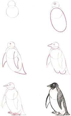 learn to draw penguin graphic illustration art tutorial