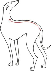free whippet coat patterns new patterns