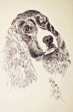 english springer spaniel dog art gift signed kline drawing from words black for like the english springer spaniel dog art gift signed kline drawing from