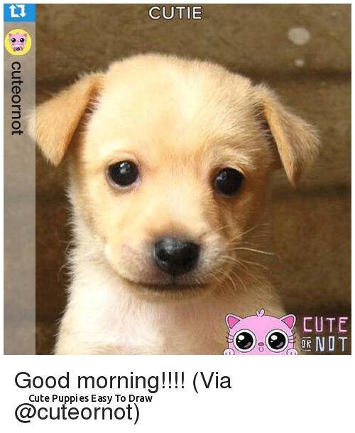 cute puppies easy to draw wallpaper dog sophisticated features dog cutie 10h cute 0d cute