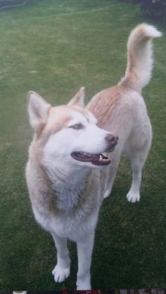 happy husky