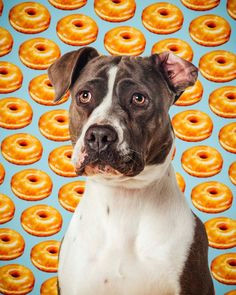 we have a candy crush on robyn arouty s sweet dog photo series dog drawings