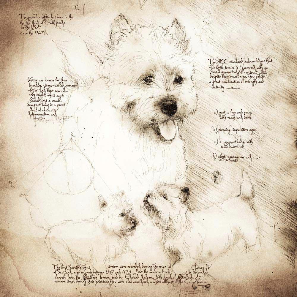 westie s playing detail of a da vinci style drawing