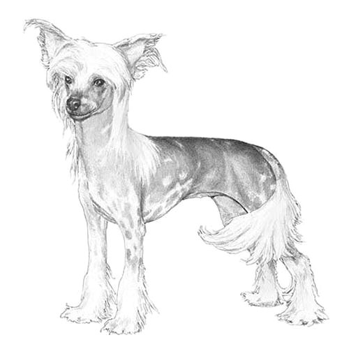 chinese crested