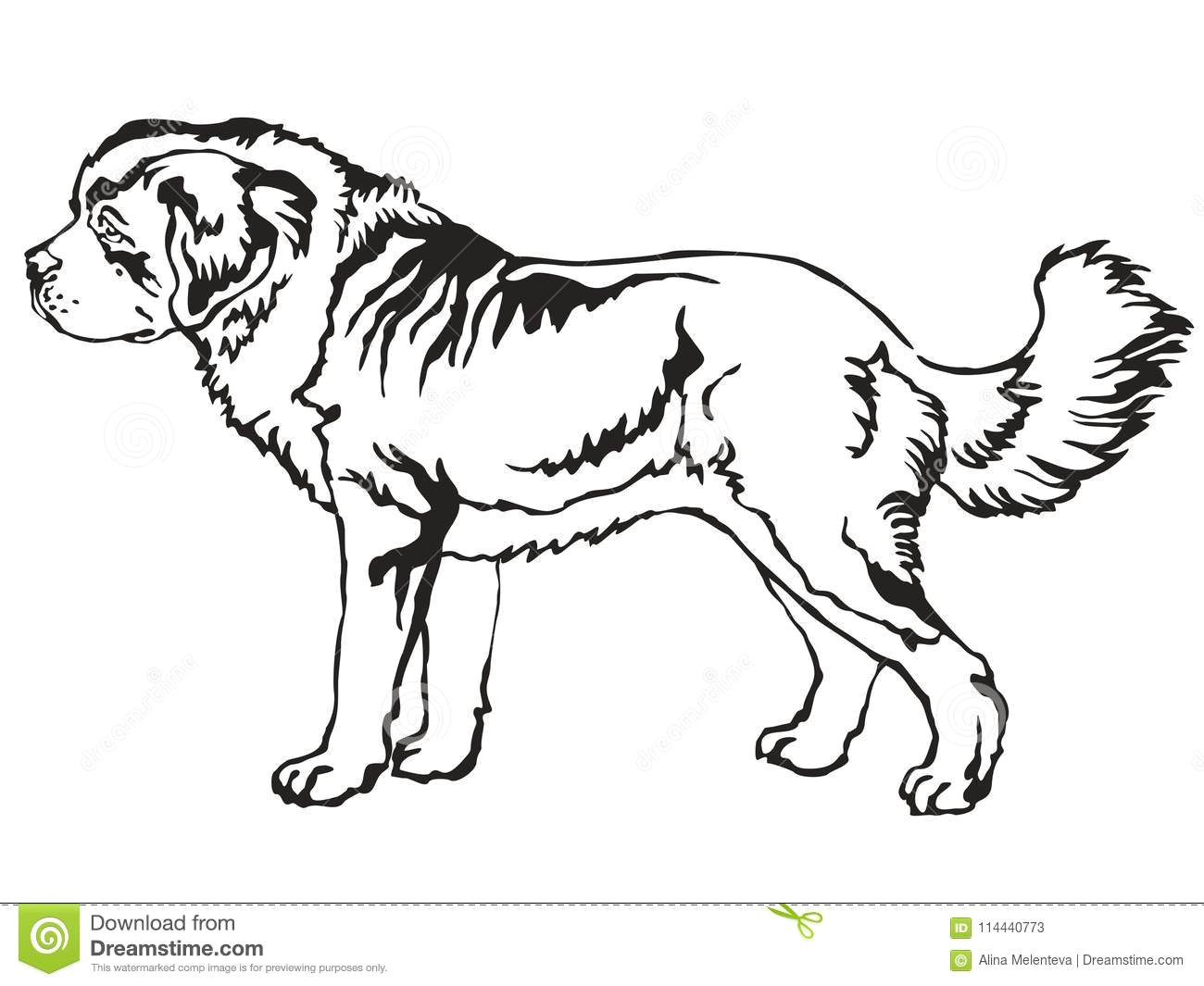 decorative standing portrait of st bernard dog vector illustra