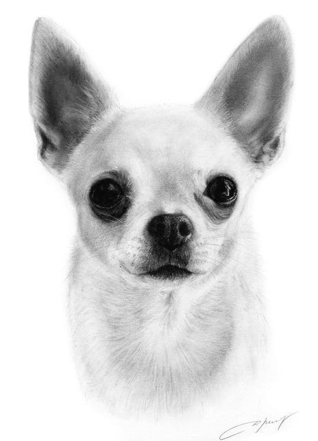 artist danguole serstinskaja www petdrawings net www drybrushpaintings com chihuahua art pinterest chihuahua chihuahua art and chihuahua drawing