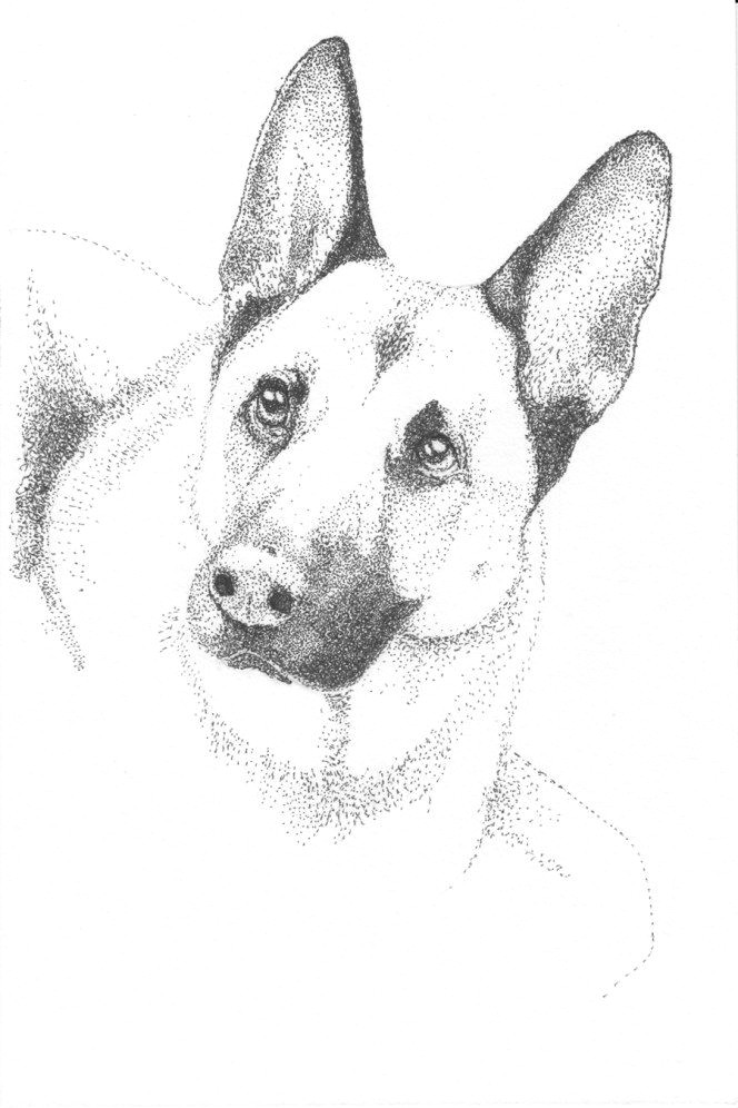 german shepherd pointillism drawing by kc gillies